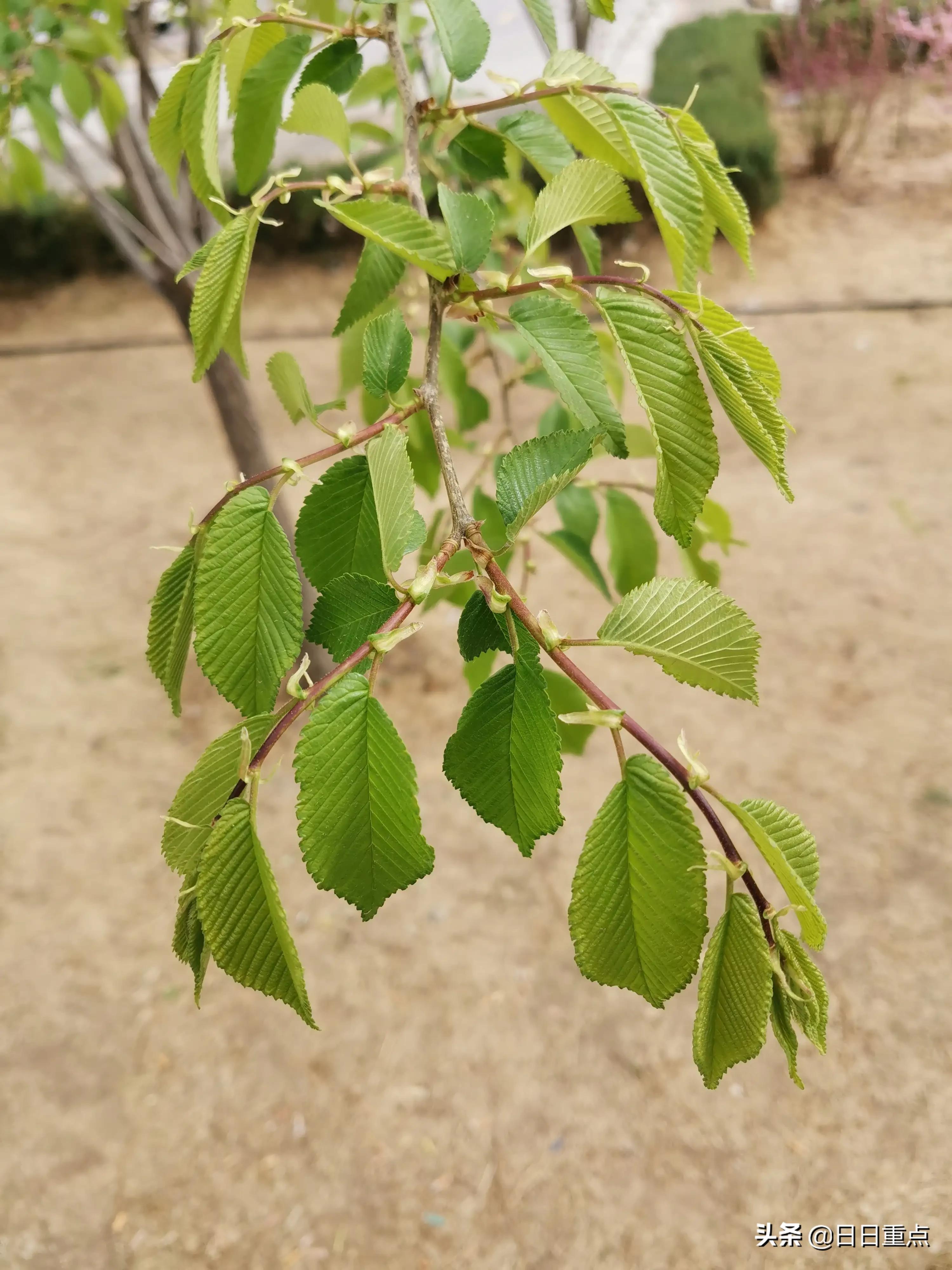 什么是白榆，白榆指的是什么动物（榆林的榆树）