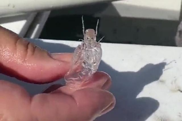 世界罕见的海洋生物，世界罕见的海洋生物排名（渔民发现奇特海洋生物）