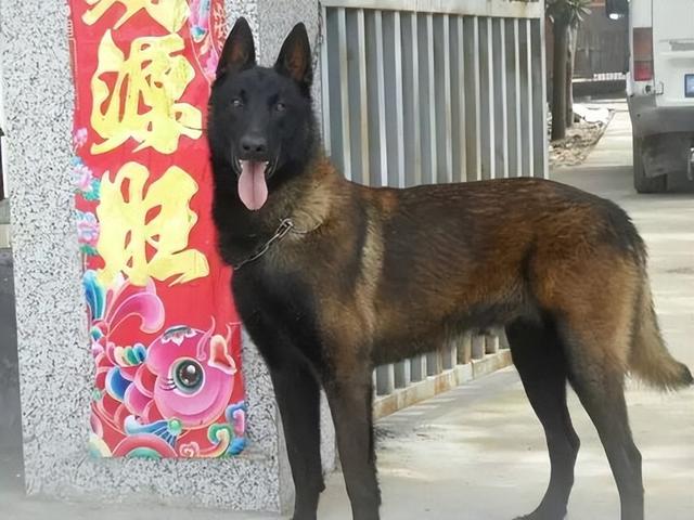 马犬智商排第几名，狗狗智商排名（马犬为什么能取代德牧）