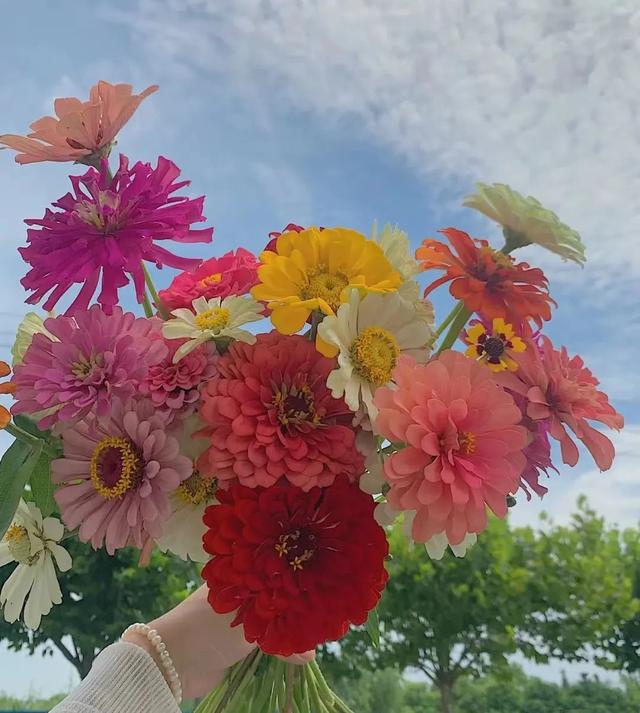 春天开的常见的花，春天开的常见的花图片（超齐全的播种时间表）