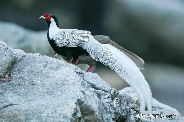 白娴鸟（白娴鸟图片，白娴鸟怎样的养殖（白鹇鸟唯美图片）