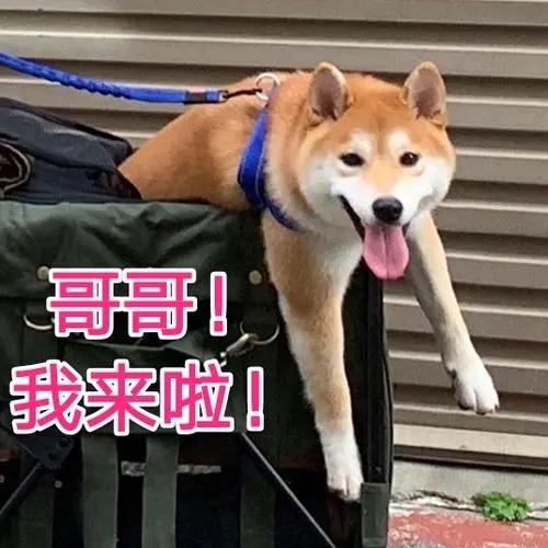 当狗狗智商有“段位”，这3种狗必须是“王者”