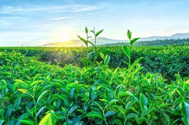 乌龙茶哪个牌子好，乌龙茶品牌排行榜前十名（茶饮市场的一匹黑马）