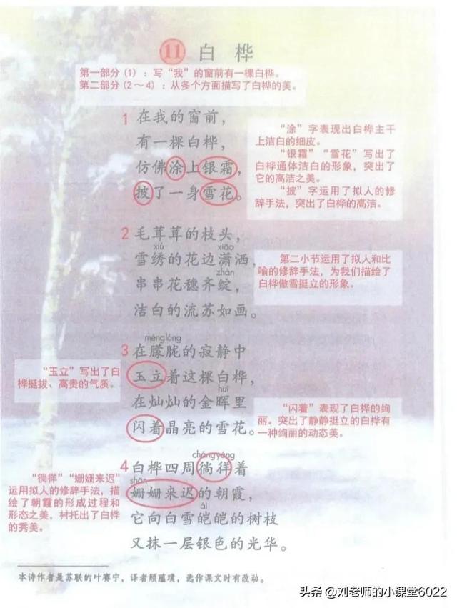 春晖和朝霞比喻什么，晚霞朝晖的意思是什么（四年级语文下册第11课《白桦》课堂笔记、课时练）