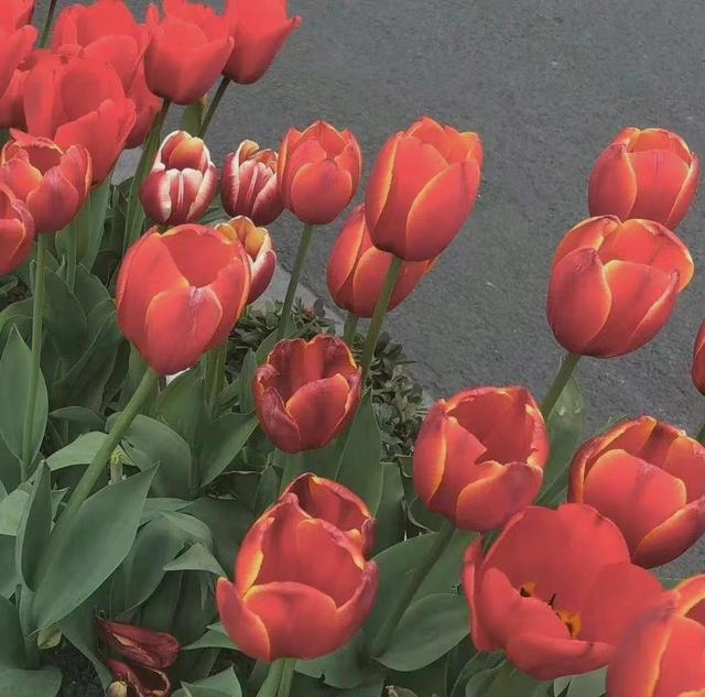 朋友圈图片，朋友圈图片折叠是怎么回事（分享一些治愈又个性的朋友圈背景图）