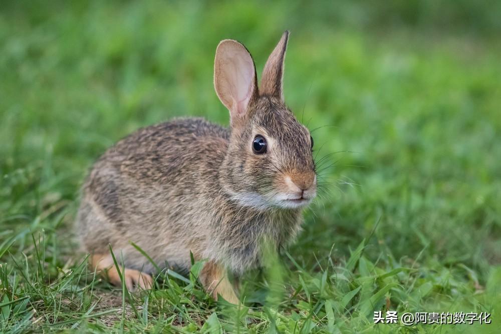 一,兔子奔跑的速度能达到每小时80公里.
