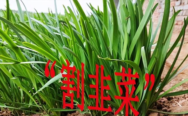 好玩的战争策略手游，策略战争手游推荐（这款战争策略手游实属另类）