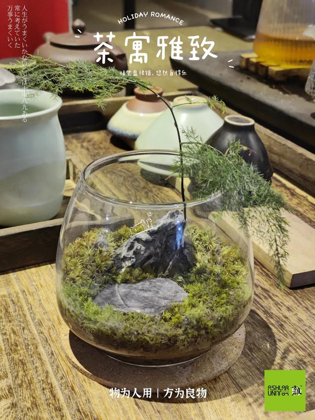 青枫该怎么养护，青枫盆景的养护（茶室禅意微景观摆件丨茶寓雅致）