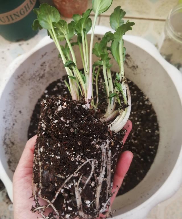 花毛茛，花儿像牡丹、一朵朵盛开、美丽娇艳（花毛茛好养活吗）