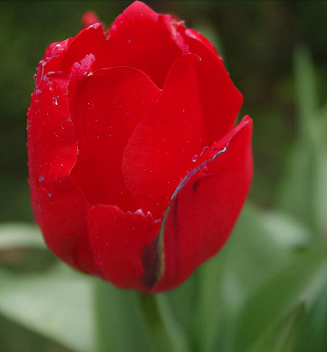 花，花好月圆人长久（72种鲜花欣赏图片）
