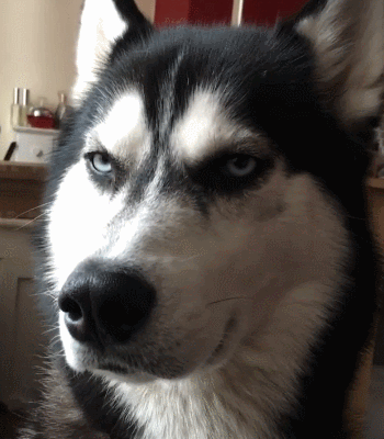 别说你爱我网名，别说你爱我微信昵称（狗狗对你有这些行为）