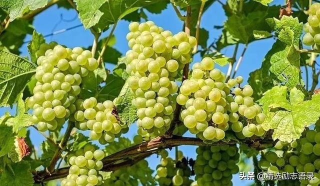 照顾好自己暖心的话，照顾好自己......