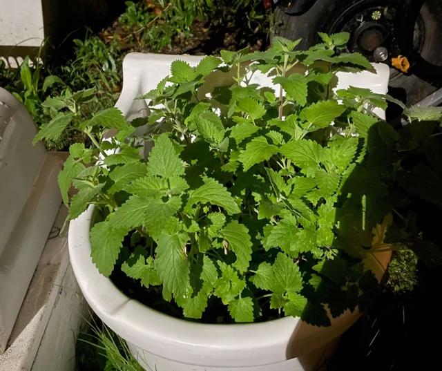 父母自由职业怎么填，父母自由职业怎么填_父母自由职业怎么填单位_父母自由职业怎么填职务（捡垃圾的95后：低物欲）