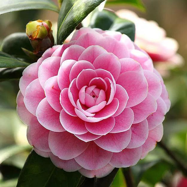 茶花喜阴还是喜阳，茶花喜阴还是喜阳?知乎（为啥花友们都不爱养）