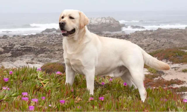 拉布拉多幼犬图片，纯种拉布拉多犬（纯种拉布拉多犬多少钱一只）