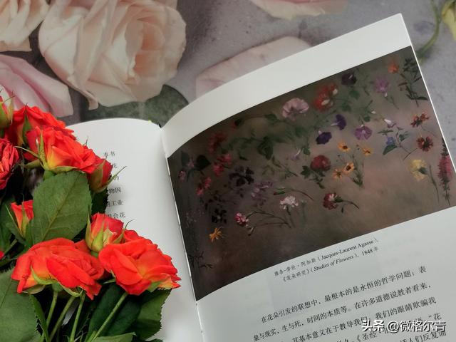 玫瑰的花语和它的传说，玫瑰的花语和它的传说有关（花朵在人类文明中的历史故事）