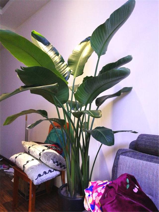 客厅盆栽摆放什么植物最好，客厅最适合的盆栽植物（还有“旺家”的好寓意）