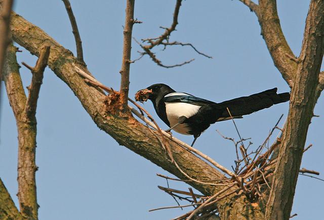 红嘴蓝鹊饲养方法介绍，红嘴蓝鹊饲养鸟架尺寸（居然用钢筋做鸟窝）