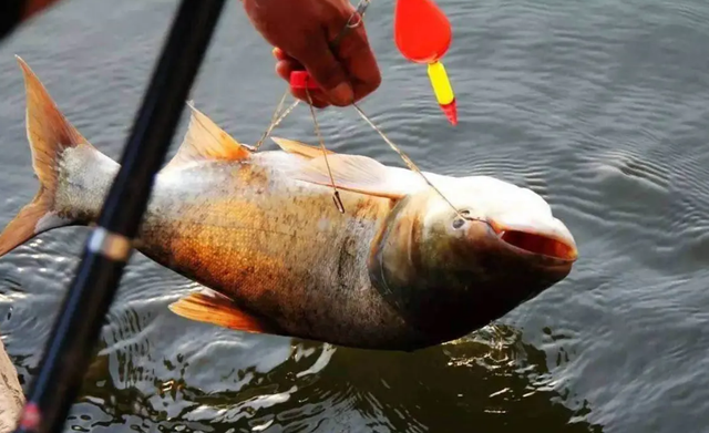 怎么钓鲢鳙，一米水深怎么钓鲢鳙（只要注意3个“铁律”）