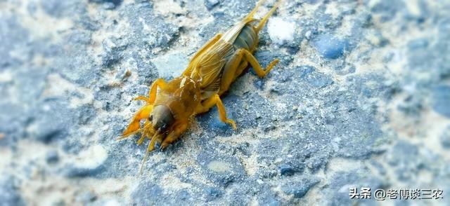 蝼蛄是益虫还是害虫，蝼蛄是益虫还是害虫吃什么（腊月卖到100元一斤）