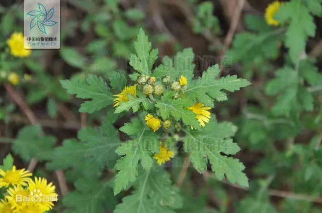 野菊花作用和用途，野菊花作用和用途功效（每日一味抗癌中药——野菊花）