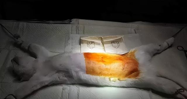 猫做绝育手术需要多少钱，猫咪做绝育手术需要多少钱（你必须知道的猫咪绝育那些事）