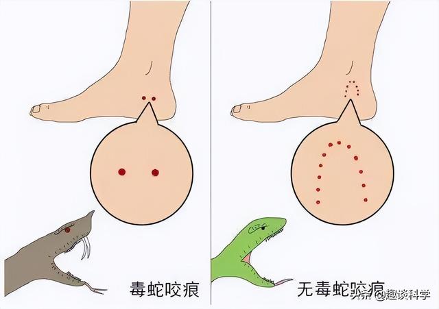 属蛇33岁鬼门关，属蛇2022年婚变（七旬老伯被追咬）