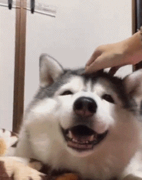 金毛是哪个国家的，十大聪明犬排名（被评为“无攻击性”的3种狗）