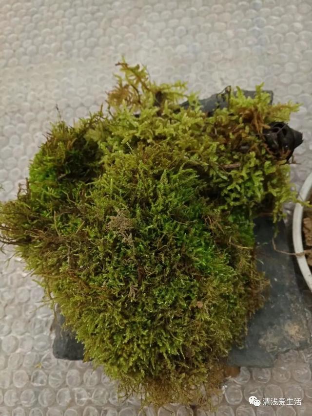 纸球的制作方法，如何制作纸球（省钱省土省花盆省空间）