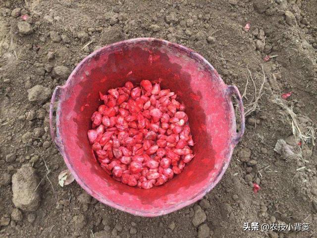 怎样在家里种大蒜，如何在家里种大蒜（从播种到越冬前重点注意这几点）