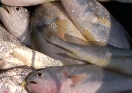 卖金鱼好赚吗，金鱼生意怎么样（别人不支持他偏要瞎折腾）