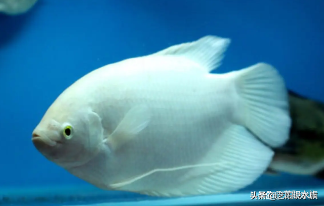 关于鱼的吉祥话，关于鱼的吉祥语（各种观赏鱼寓意着什么你知道吗）