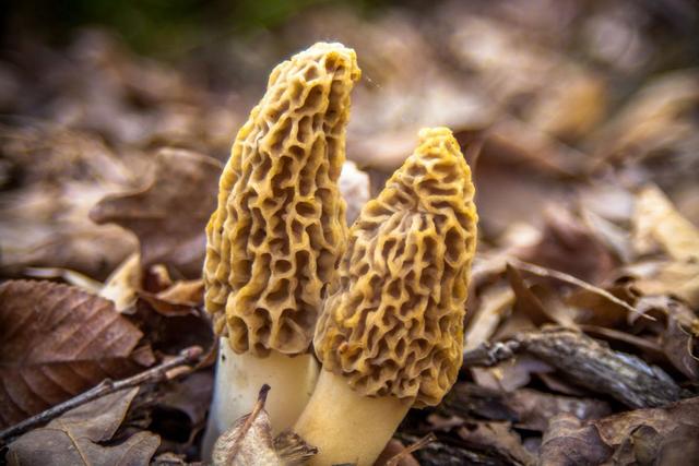 食用菌菇类十大排名，十大最好的菌菇排名是什么（盘点世界上最贵的菌菇）