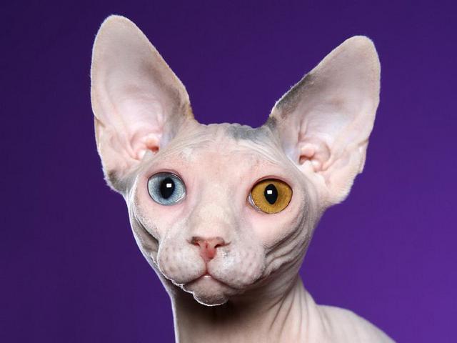 世界上最丑的猫，世界上体重最小的猫品种（每只价格高达3,000美元）