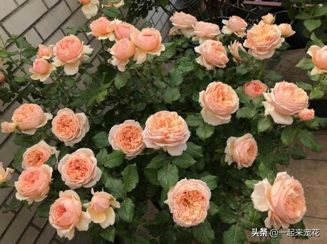 月季花品种有哪些，月季花品种有哪些品种（老花匠都喜欢的10款月季）