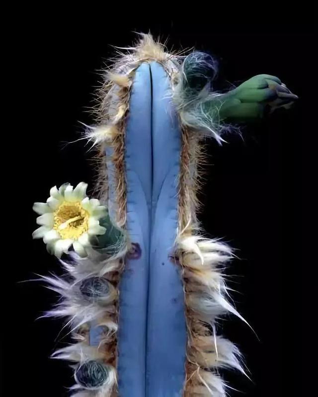 仙人掌开花图片，八种开花勤快的仙人掌植物（40多种罕见的仙人掌开花图）