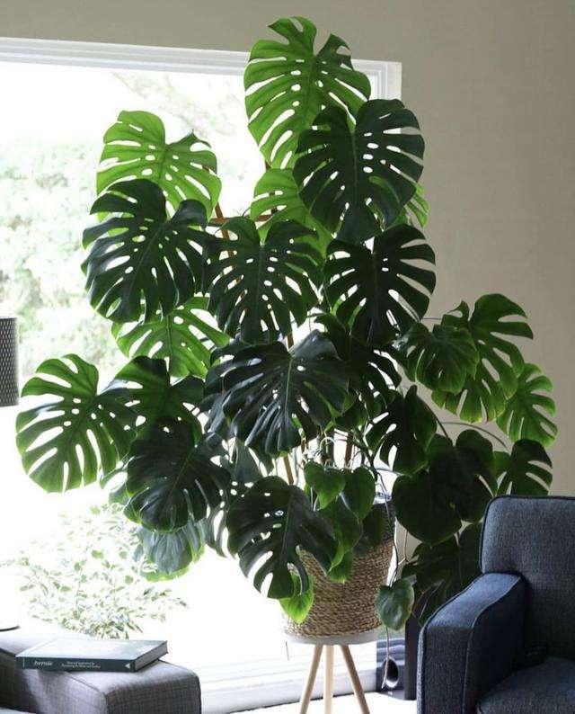 纯氧气能吸吗，纯氧气可以呼吸吗（建议养些“健康花”）