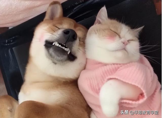 宠物医师资格证应该怎么考，宠物医师资格证应该怎么考的（2022猫猫狗狗的宠物行业最紧俏）