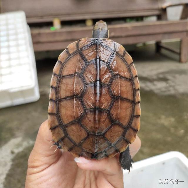 石龟的前世今生，越南石龟广西石龟区别（新手必须了解的避坑指南）
