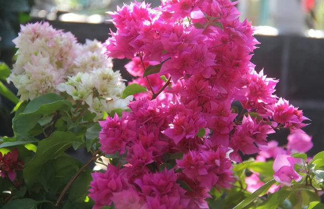 北方夏季开花植物，北方冬天开花的盆栽（4月“虐一虐”三角梅）