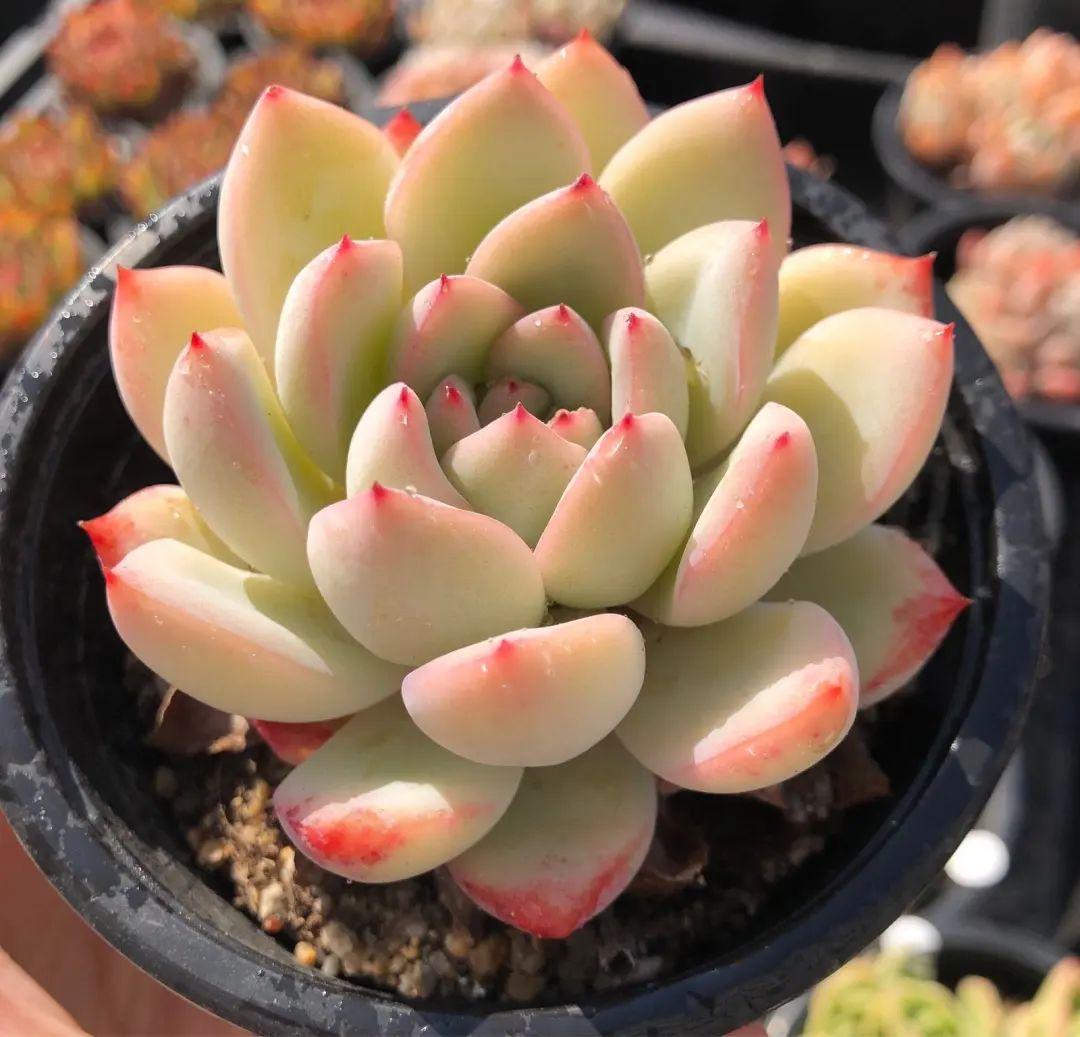 网红多肉图片(个个美得冒泡儿,只是一眼就沦陷了…) - 彝家农业网