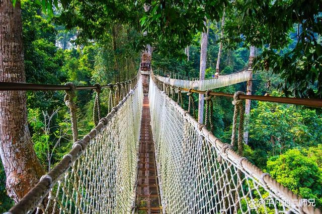 西双版纳旅游介绍，最全西双版纳旅游攻略（西双版纳——素有植物、动物王国的美称）