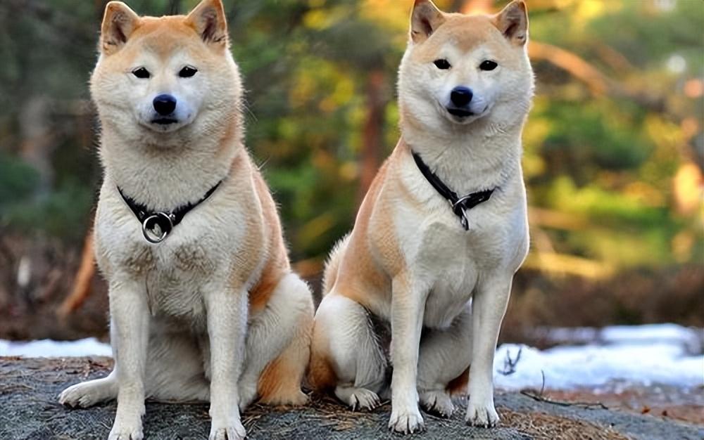 秋田犬为什么禁养(养柴犬的人都后悔了)