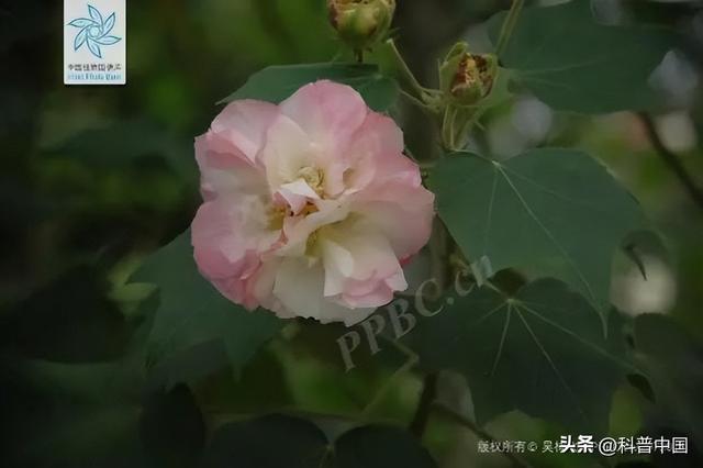 各个省份市花，这种花竟然会“变脸”