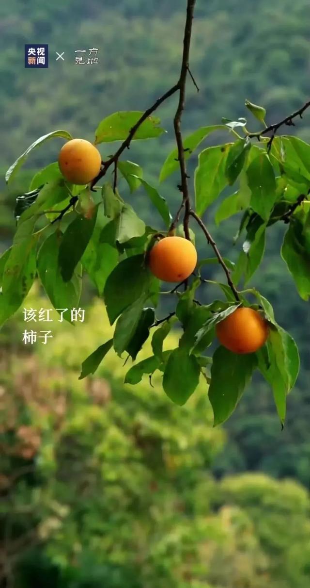 衤字旁的笔顺视频，衣字的笔顺怎么写（白露，露从今夜白，月是故乡明）