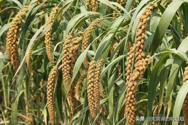 厦门必买的特色礼品，厦门礼品特产有哪些（不如先看看老厦门人怎么说）