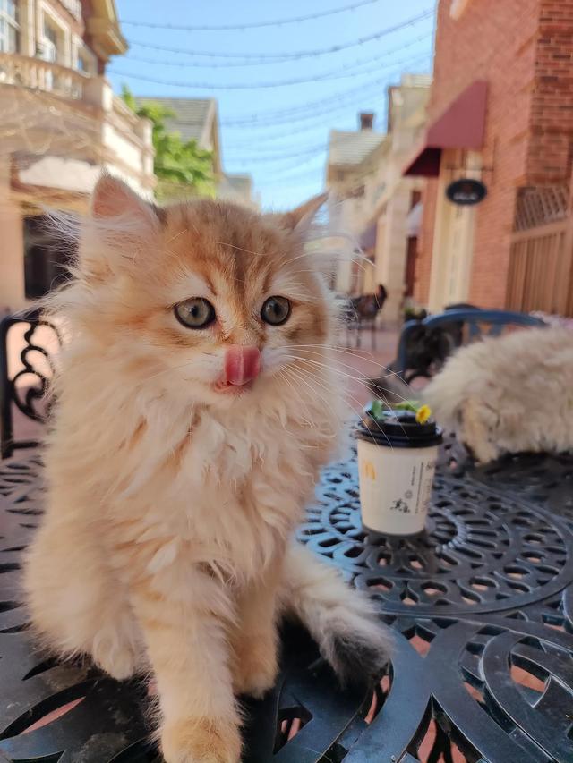 猫咪老是呼吸急促怎么回事，猫咪呼吸急促怎么回事～猫咪疾病知识