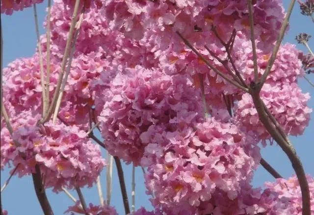 紫花风铃木可以盆栽吗，紫花风铃木北方能成活吗（分享——紫花风铃木）