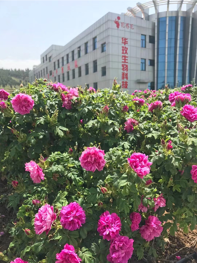 1314玫瑰小镇登陆,玫瑰小镇登陆页面(山东济南平阴玉带玫香农旅休闲游