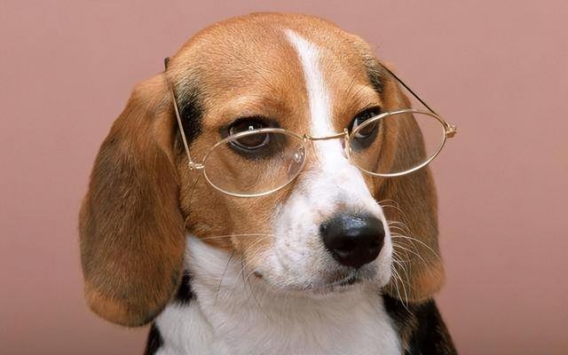 好狗的特征，好狗有什么特征（狗狗有这些“特征”）